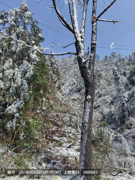 樹上的雪