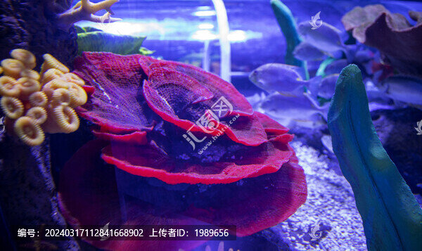 海底世界風(fēng)光
