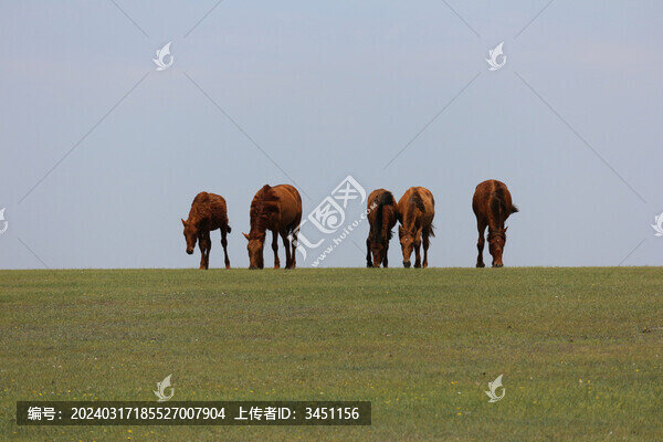 馬
