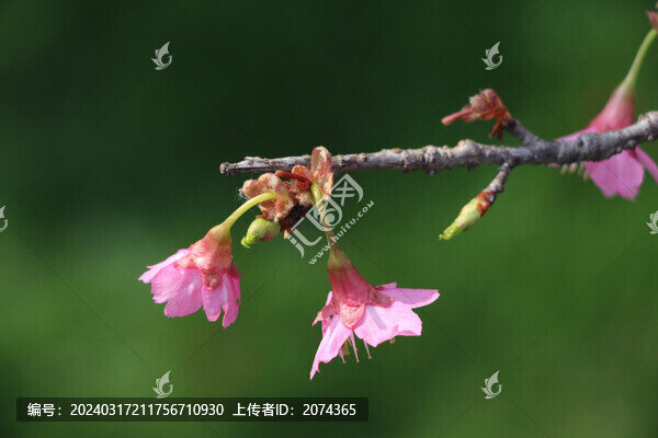 緋櫻