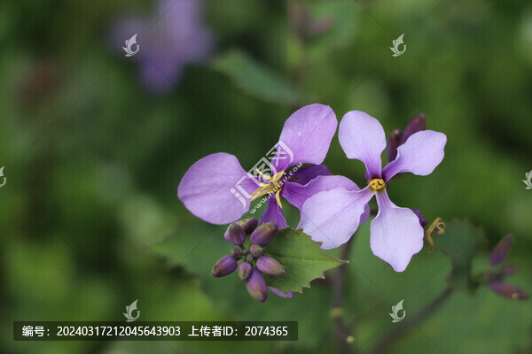 諸葛菜