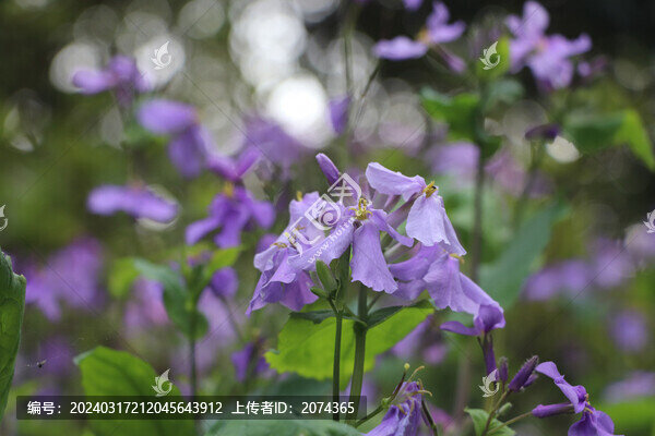 諸葛菜