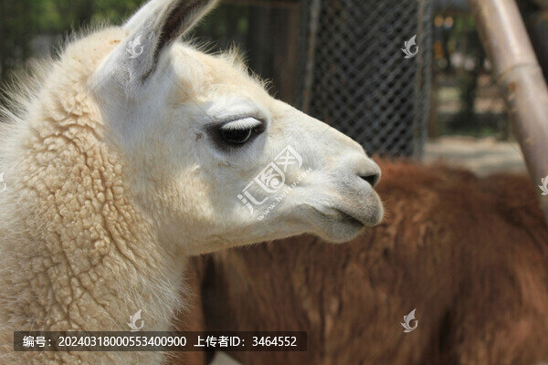 動物園羊駝