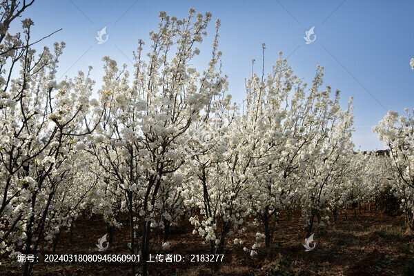 梨花開