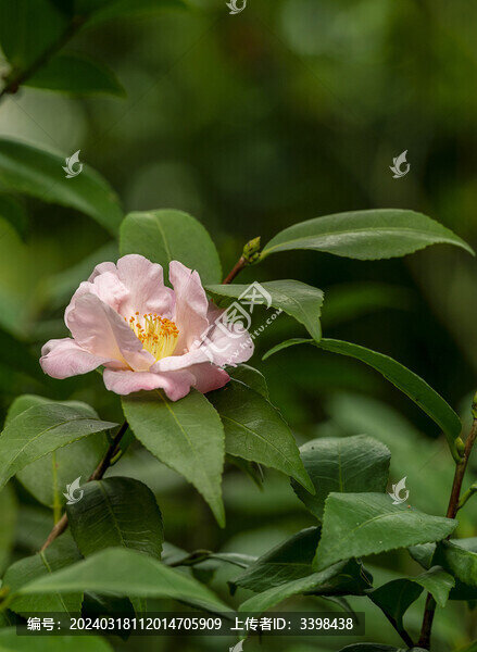 茶花金芯豎幅