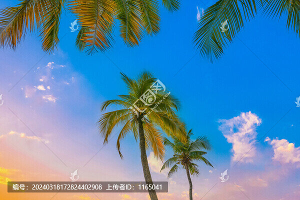 陽光椰樹