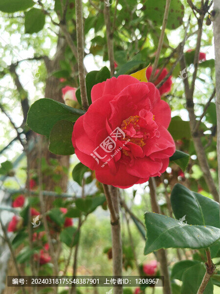 紅山茶花
