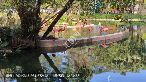廣州動(dòng)物園的火烈鳥