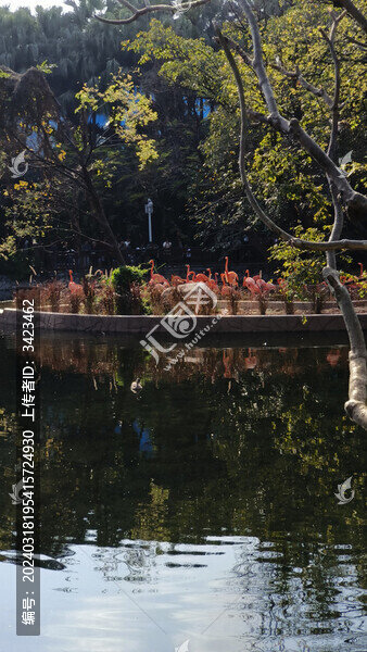 廣州動(dòng)物園的火烈鳥(niǎo)