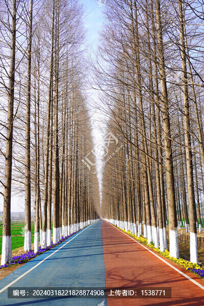 紅杉林