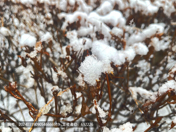 雪枝