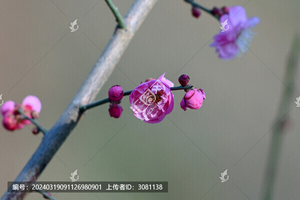 春天早春紅梅春暖花開梅花盛開