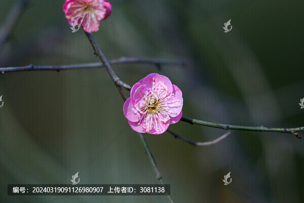 春天早春紅梅春暖花開梅花盛開