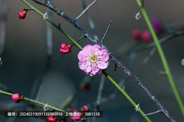 春天早春紅梅春暖花開(kāi)梅花盛開(kāi)
