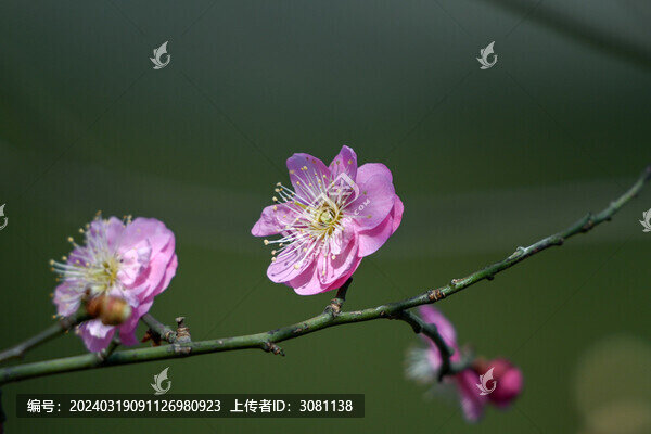 春天早春紅梅春暖花開梅花盛開
