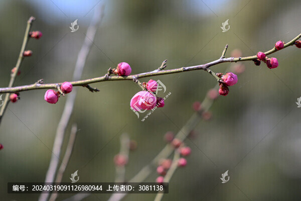 春天早春紅梅春暖花開梅花盛開