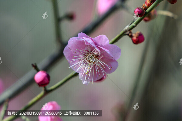 春天早春紅梅春暖花開梅花盛開
