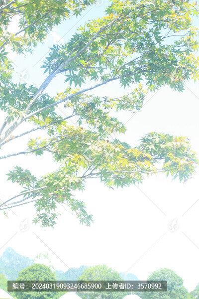 夢幻綠楓葉