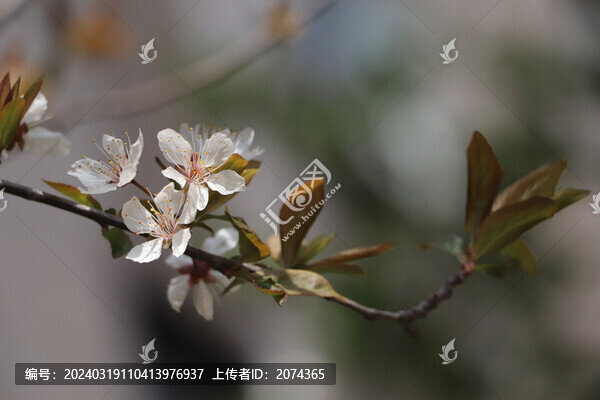櫻桃李