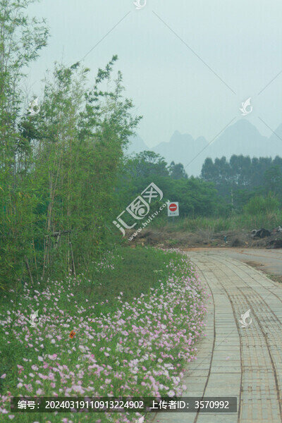 粉花月見(jiàn)草