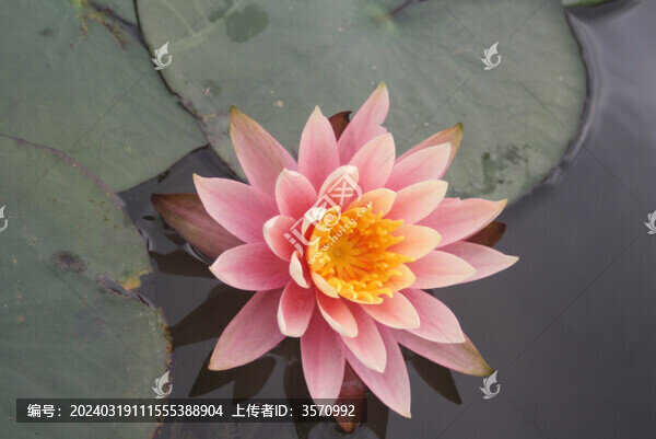 睡蓮清水出芙蓉
