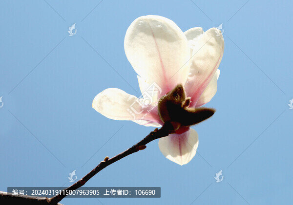 一枝獨秀白玉蘭