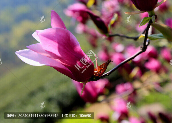 紫色玉蘭花開