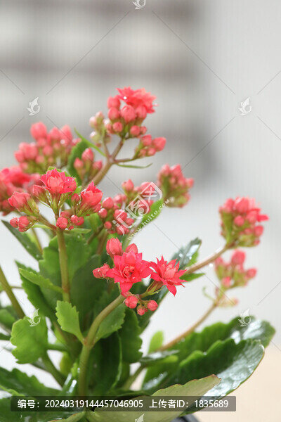 長壽花壽星花家樂花伽藍(lán)花盆栽紅