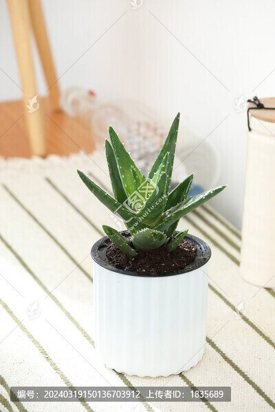 蘆葦多肉植物小盆栽
