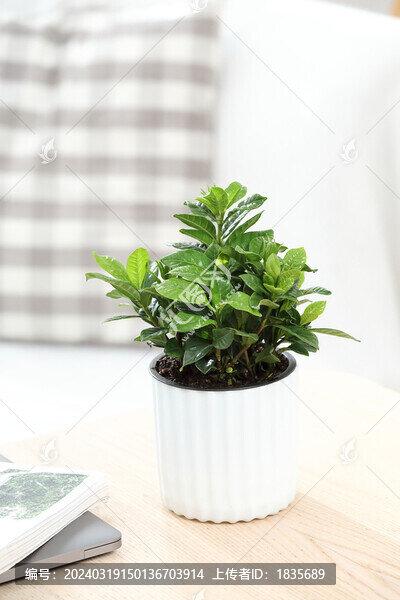 梔子花綠植盆栽