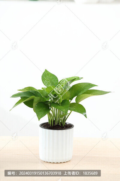 綠蘿天南星科麒麟葉屬藤本植物