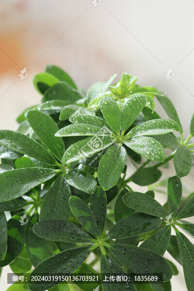 鴨架木鵝掌柴常綠木本觀葉植物