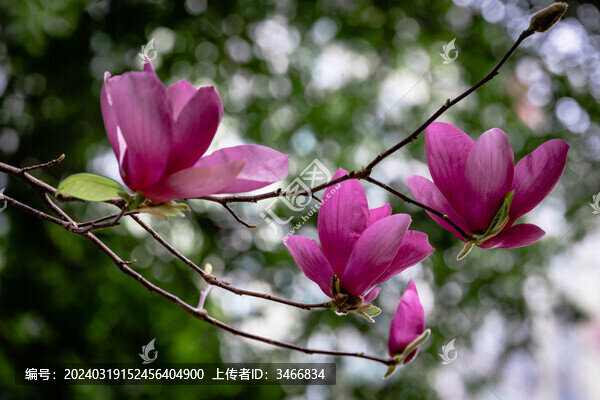 深圳春天紫色玉蘭花