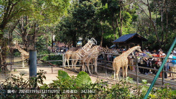 廣州動物園的長頸鹿