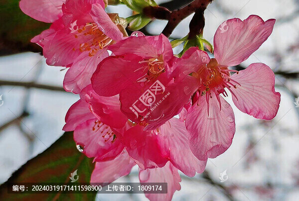 櫻花