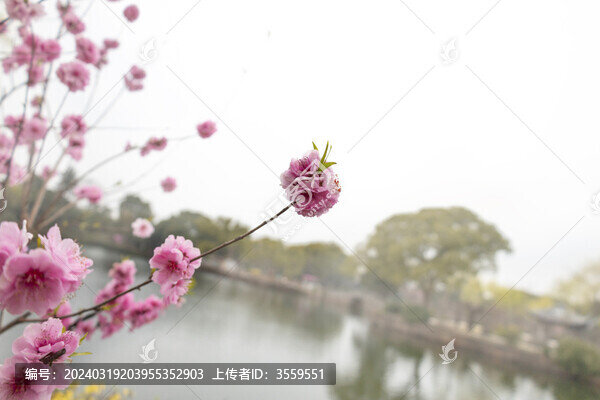 桃花