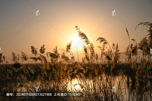 蘆葦蕩日出