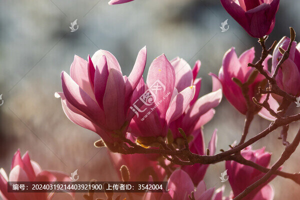 紫色玉蘭花