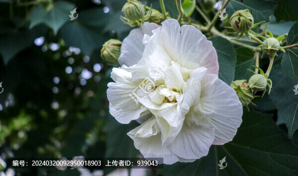 芙蓉花