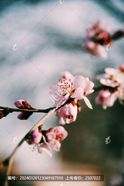 膠片質(zhì)感的桃花