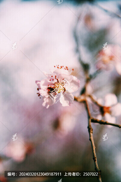 膠片質(zhì)感的桃花