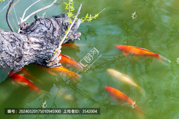 樹根錦鯉