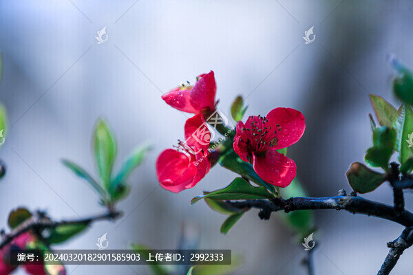 海棠花開
