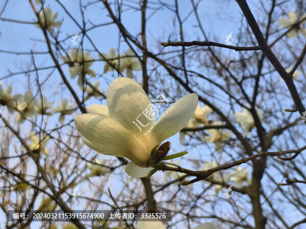 白色玉蘭花