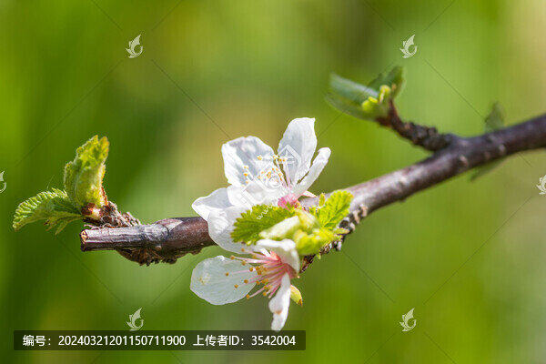 毛櫻桃花