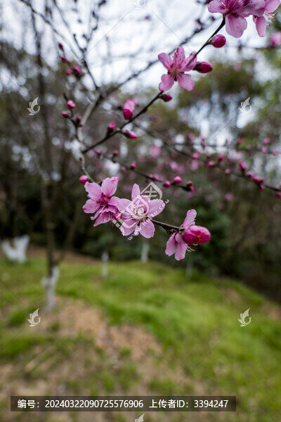 粉色桃花花朵