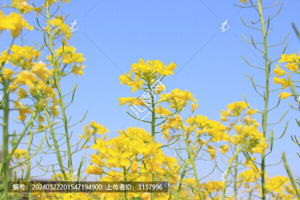藍天油菜花