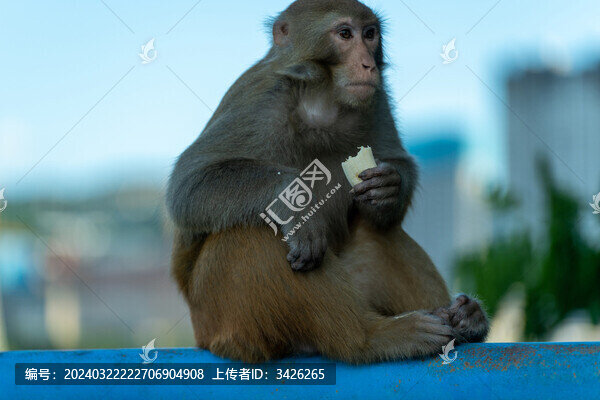 猴子坐在欄桿上的特寫鏡頭