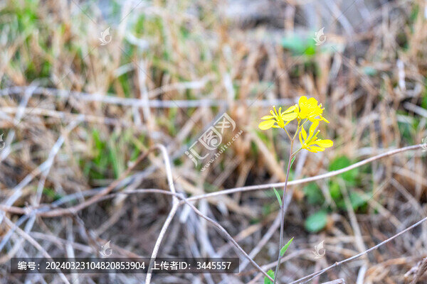 油菜花特寫