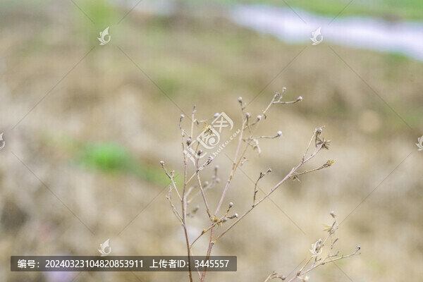 秋天的野草